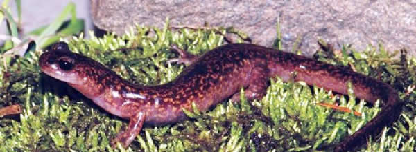 吉林发现小鲵新物种:“吉林爪鲵”