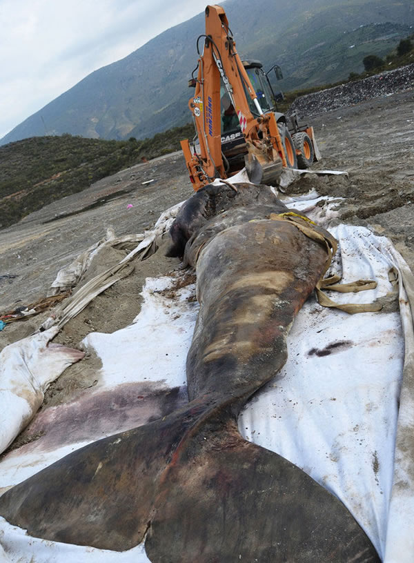 ��������̲Ĩ�㾨ʬ��θ����17���������