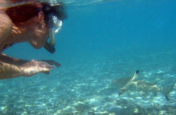 A snorkeler takes his chances near a blacktip reef shark.