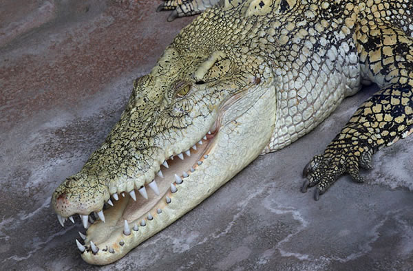 Saltwater crocodile