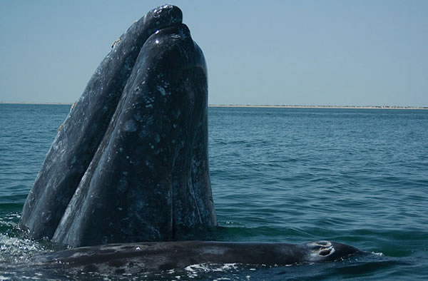 Gray whales