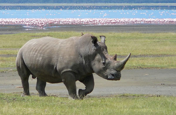 Southern White Rhino