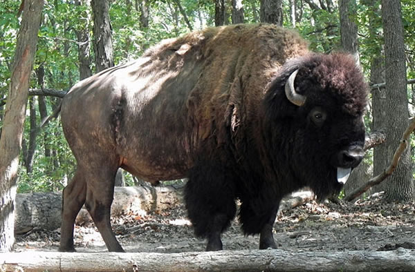 Bison