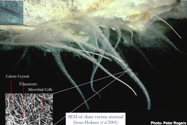 Τ���ȶ�Ѩ�з��ֵ���һ��������Ⱥ��