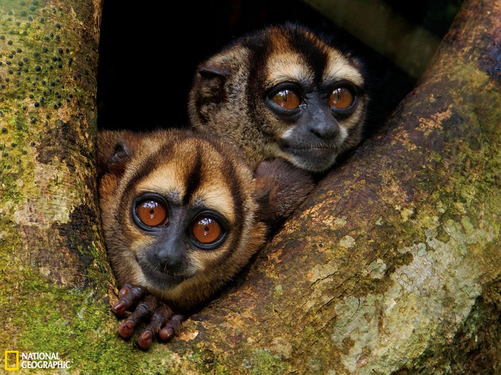 ��϶����������ҹ�԰�еİ���ҹ��