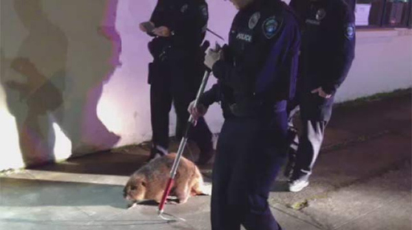 ���ո��еľ��커�ͺ��ꡰ�ؼҡ�