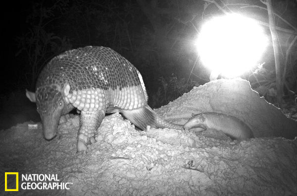 巴西科学家利用相机陷阱拍到了大犰狳幼崽的身影