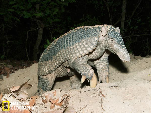 一只成年雌性大犰狳从洞穴中走出