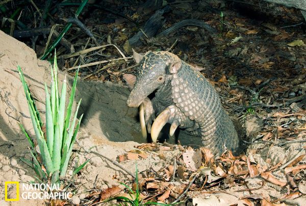 大犰狳最常见的行为莫过于挖掘洞穴