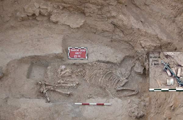 This image shows the donkey burial found at Tel Haror. Note the 1992 find of the