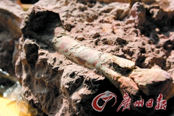 三水化石爱好者工地内发现近千件哺乳动物以及爬行动物化石