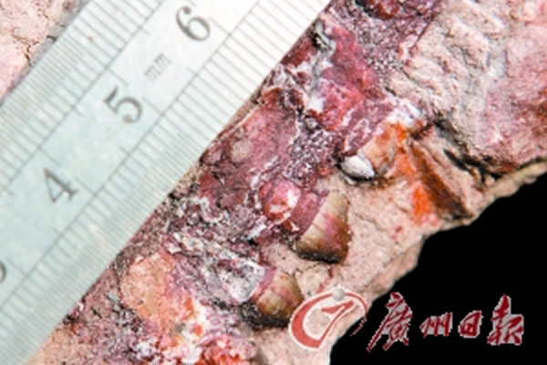 三水化石爱好者工地内发现近千件哺乳动物以及爬行动物化石