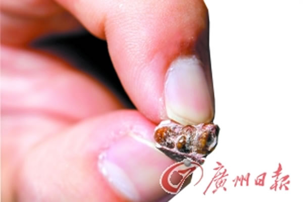 三水化石爱好者工地内发现近千件哺乳动物以及爬行动物化石