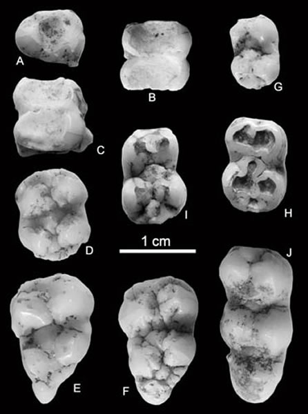 �������ϴ󶴵�С���ճݣ���Ϊ��ͼ��