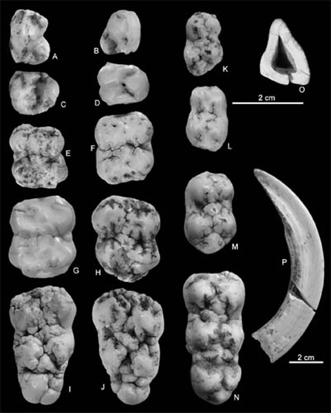 �������ϴ󶴵����������ݣ���Ϊ��ͼ��