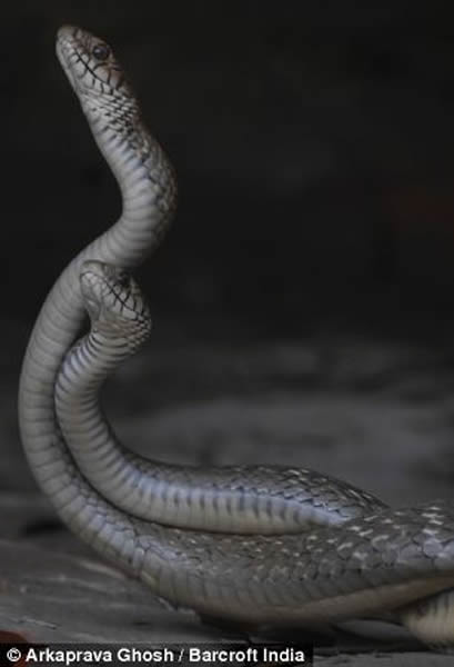 ӡ����������ʳ��������ͳ�ε�λ