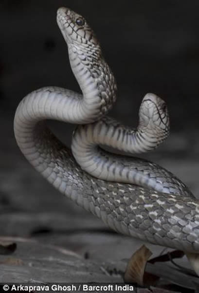 ӡ����������ʳ��������ͳ�ε�λ