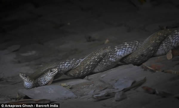 ӡ����������ʳ��������ͳ�ε�λ