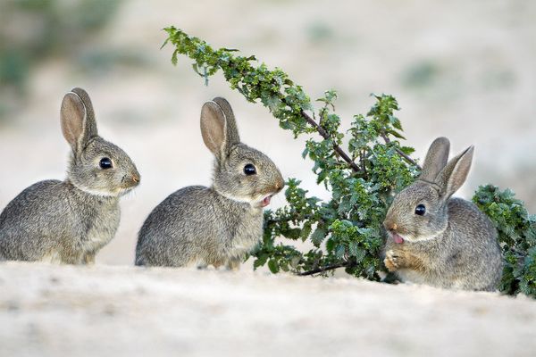 Neanderthals did not learn how to hunt small animals such as rabbits (pictured,
