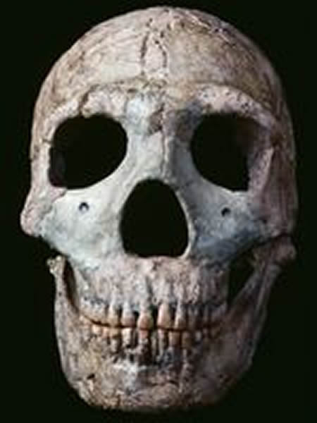 A Neanderthal skull from Wadi Amud, Israel. Photograph by Ira Block, National Ge