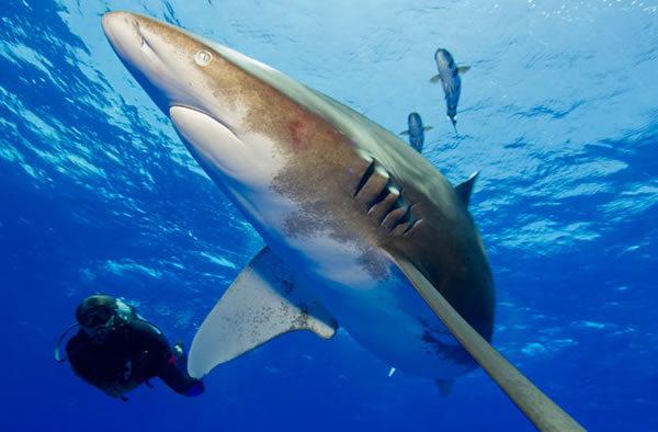 Scuba diver swims with an Oceanic Whitetip Shark (Carcharhinus longimanus) in th