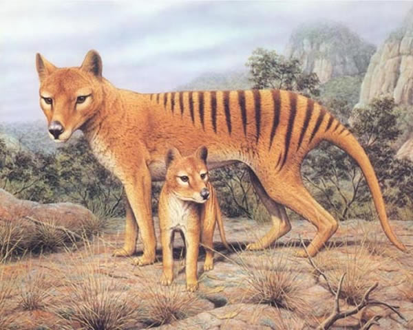 这种曾经生存在澳大利亚的“袋狼”已于1936年灭绝。科学家提议使用现代生物技术重新复活这个物种。