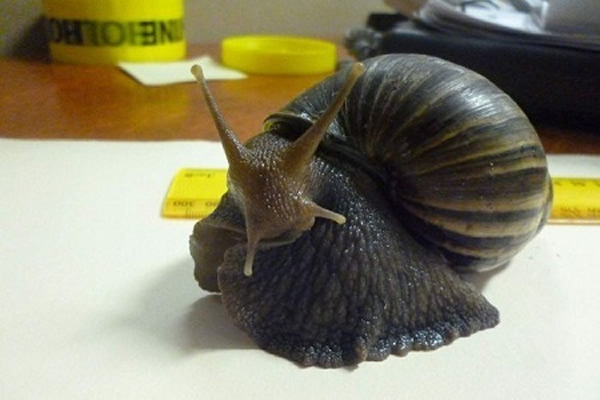 ���޴���ţ(����ͼ)