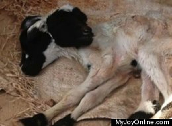 ���޼��ɵ���һֻӵ������ͷ��С���