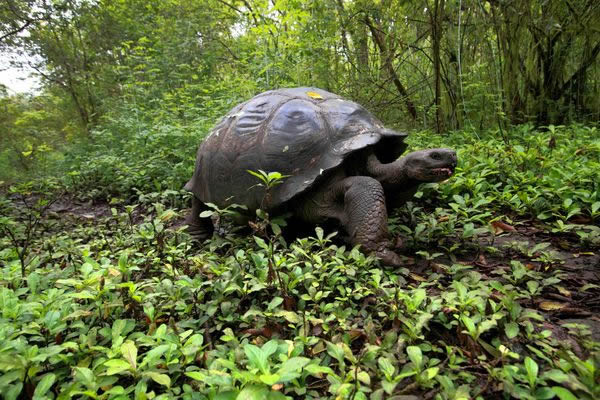 A large tortoise uses a path during its migration to the highlands.