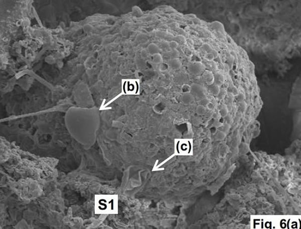 电子显微镜扫描观察到100微米的结构,与现代淡水藻类似