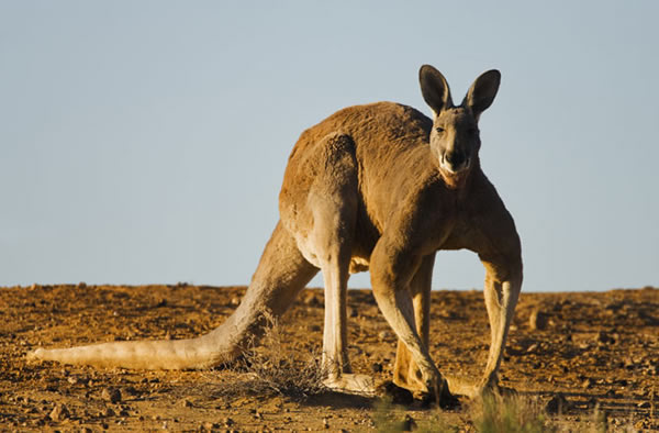 Kangaroo Scrotums in Short Supply