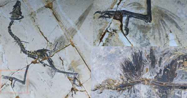 最新研究显示在进化为双翼之前鸟类有四个翅膀