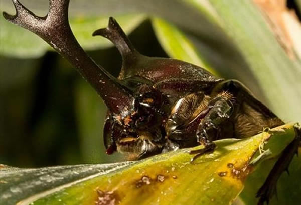 ������������ȣ�����Ϭţ�׳�ĽǺܴ󣬵��ǿ��ĵģ����Һܸ�����ԽǺ��ᡣ