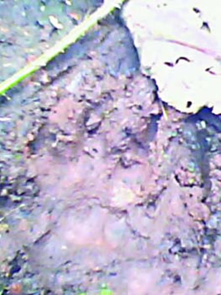 ����ɽ���ֲ������ؽ�ӡ