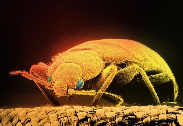 A color-enhanced scanning electron micrograph of a bedbug.