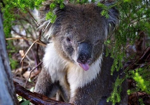 “住手,我不是树!”