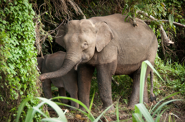 Pygmy elephants in Borneo