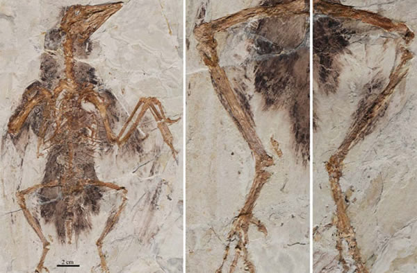 The fossilized ancient bird Confuciusornis and a close-up of its leg feathers, w