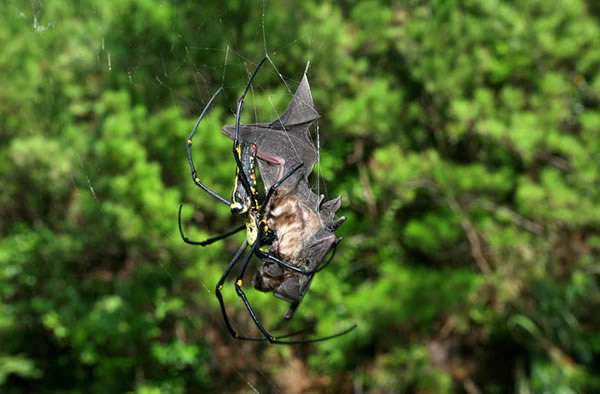Bat-Eating Spiders Are Everywhere
