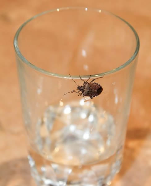 A stinkbug on a drinking glass in a house in Jefferson County, West Virginia.
