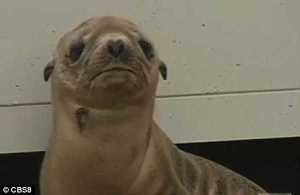 �����ϼ��ݺ��������б���С��ʨ�����ϰ�