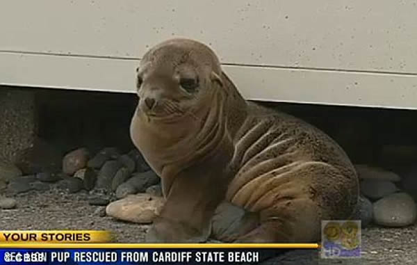 ��ֻС��ʨ����Ӫ�������������������ˡ�