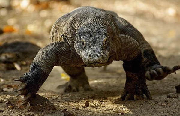 ��Ī�����ķֲ���Χ����ӡ�ᶫ�ϲ������ǳ�ƫƧ��5��С���ϡ�