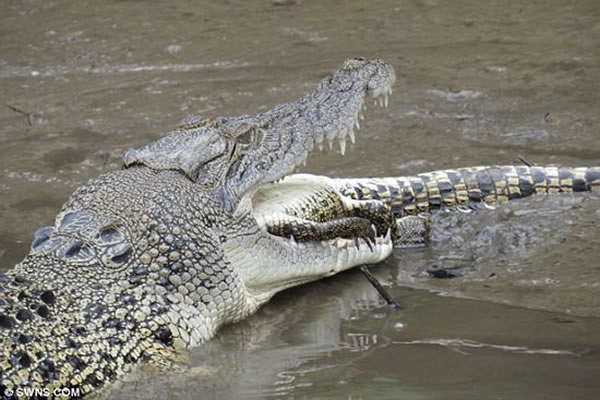 澳大利亚丹特河一条两米长的鳄鱼——“埃里克”，佯装寻觅食物却悄然接近同类，对一条1米长的小鳄鱼发起攻击
