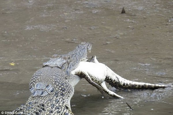 鳄鱼埃里克猎杀同伴之后，紧紧地咬住它的头部，在丹特河工作15年的怀特拍摄下这一残忍场景