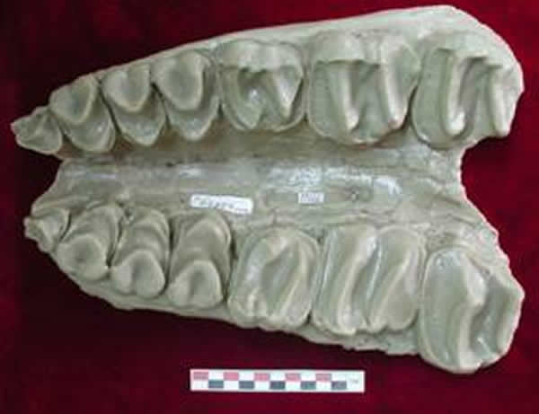 �ڳ���ģʽ�걾ģ��