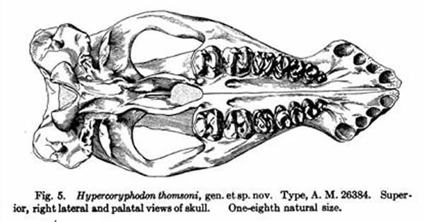 ���������Ϻ�ڳ���ģʽ�걾