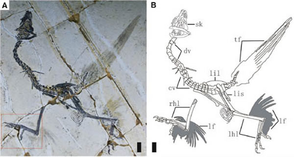 保存有后肢羽毛的会鸟标本(王孝理供图)