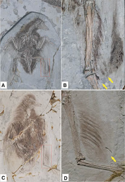 保存有后肢羽毛的孔子鸟(A、B)和华夏鸟(C、D)标本(王孝理供图)