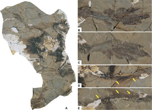 燕鸟标本(A),同时保存有足部鳞片和足蹼(B、C)及腿部羽毛(D、E)(王孝理供图)